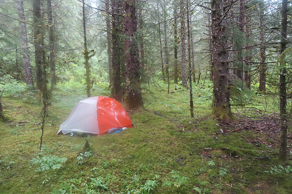 Sebree island camp spot in the forest Glacier Bay National Park