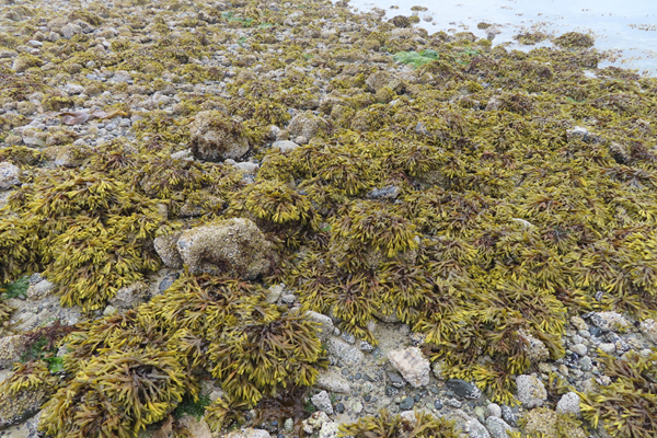 bladderwrack, popping weed, oldman firecrakers seaweed Plants of Glacier Bay Alaska