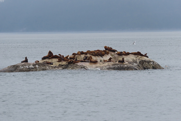 sea lions glacier ice Glacier Bay national park