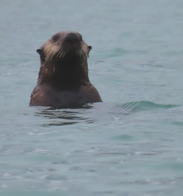 Sea otter watching us
