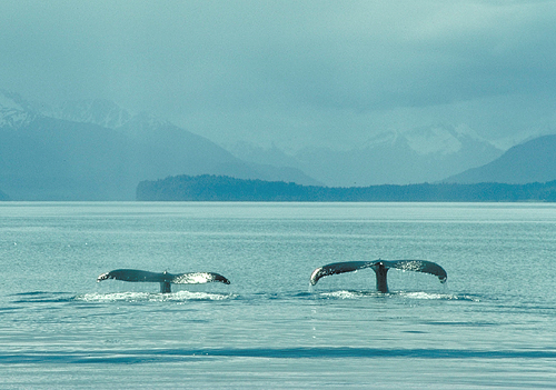 2 humpback whale tails diving into water in alaska