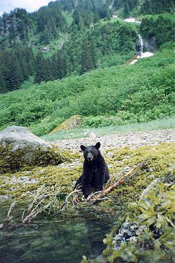 alaska black bear sitting in seaweed with green forest and waterfall behind