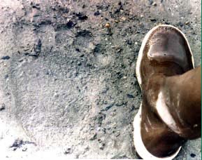 Huge brown bear track next to boot showing size of track