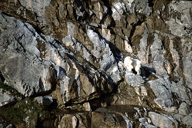 alaska mountain goat on a beauiful brown and grey patterned rocky wall