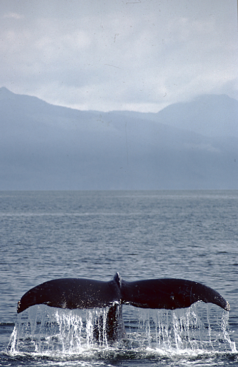 beautiful humpback whale tail with mountains in background