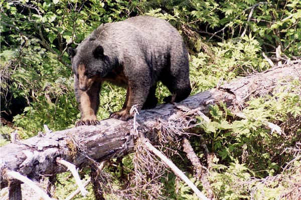  black bear in alaska with mange crossing a log