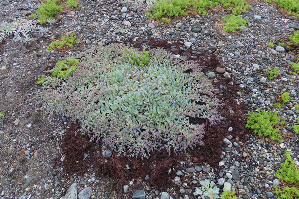 Plants of Glacier Bay Alaska