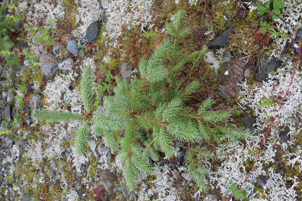 Plants of Glacier Bay Alaska