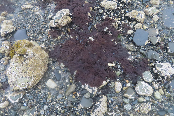 seaweed Plants of Glacier Bay Alaska