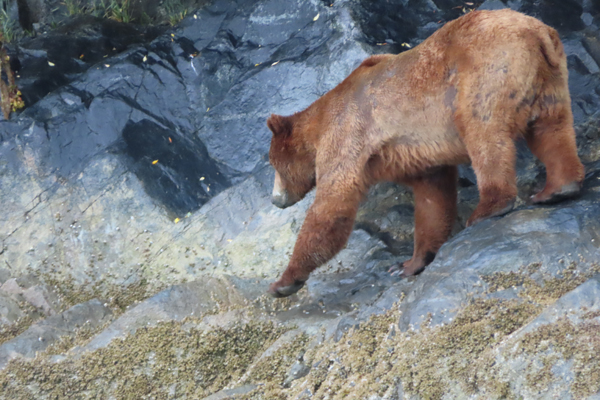 brown bear on rocky shore