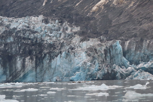 Harbor seals on an iceberg near mcbride glacier