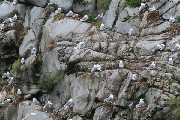kittiwakes nesting on rocky ledge