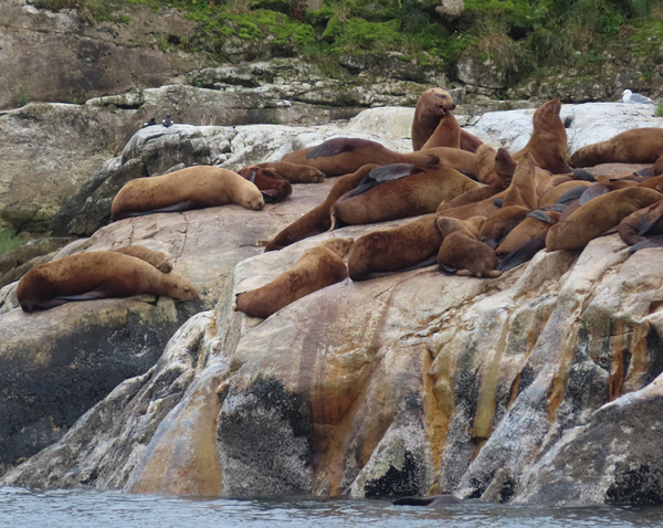 sea lions Glacier Bay Alaska