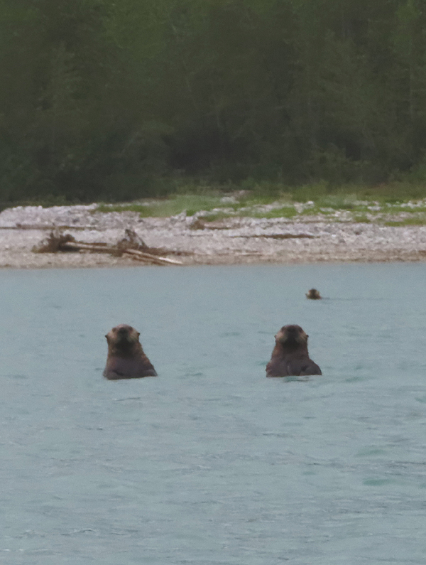 Sea otters watching us
