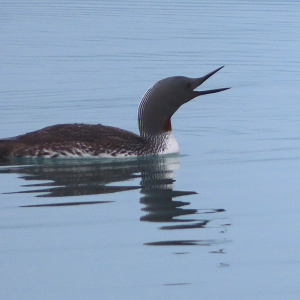 red throated loon