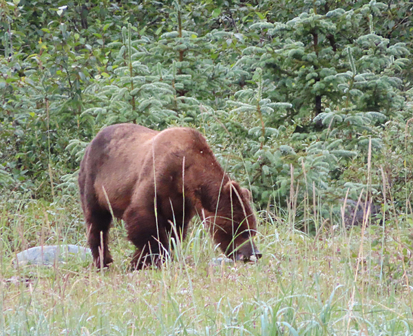 brown bear near the bushes 