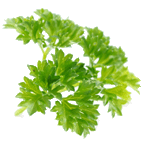 Sprig of parsley picture