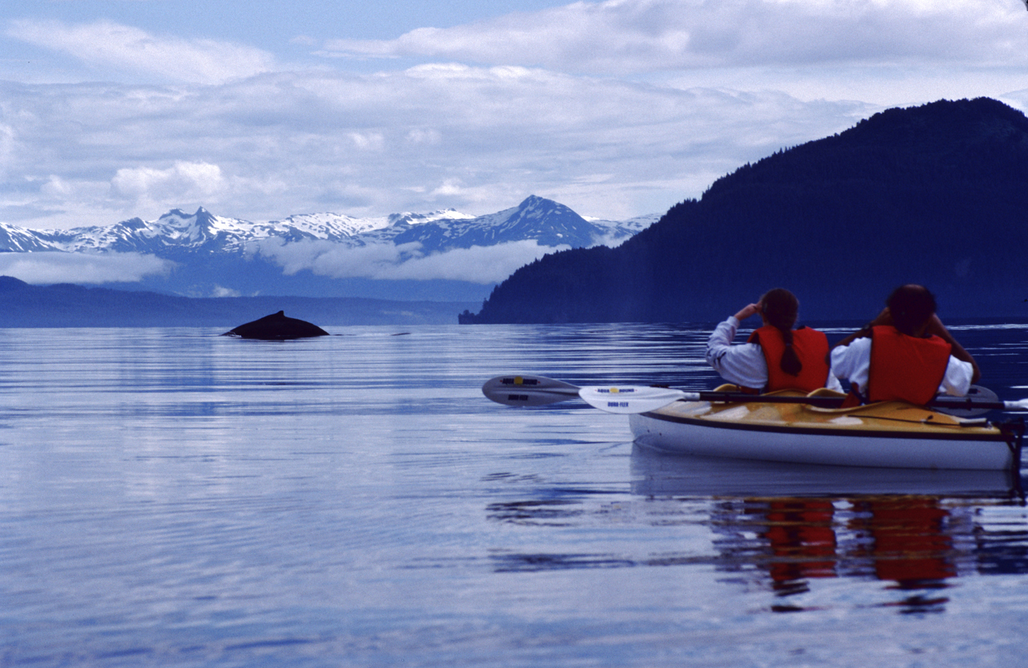 humpback whales and kayaks in alaska