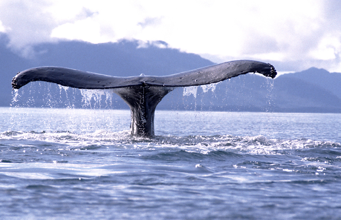 humpback whaletail close