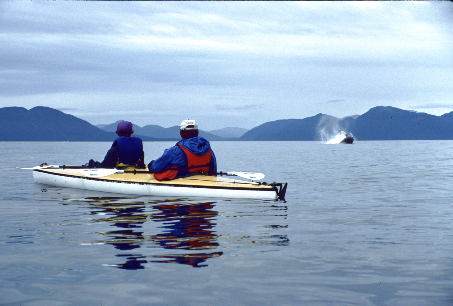 humpback whales and kayaks in alaska
