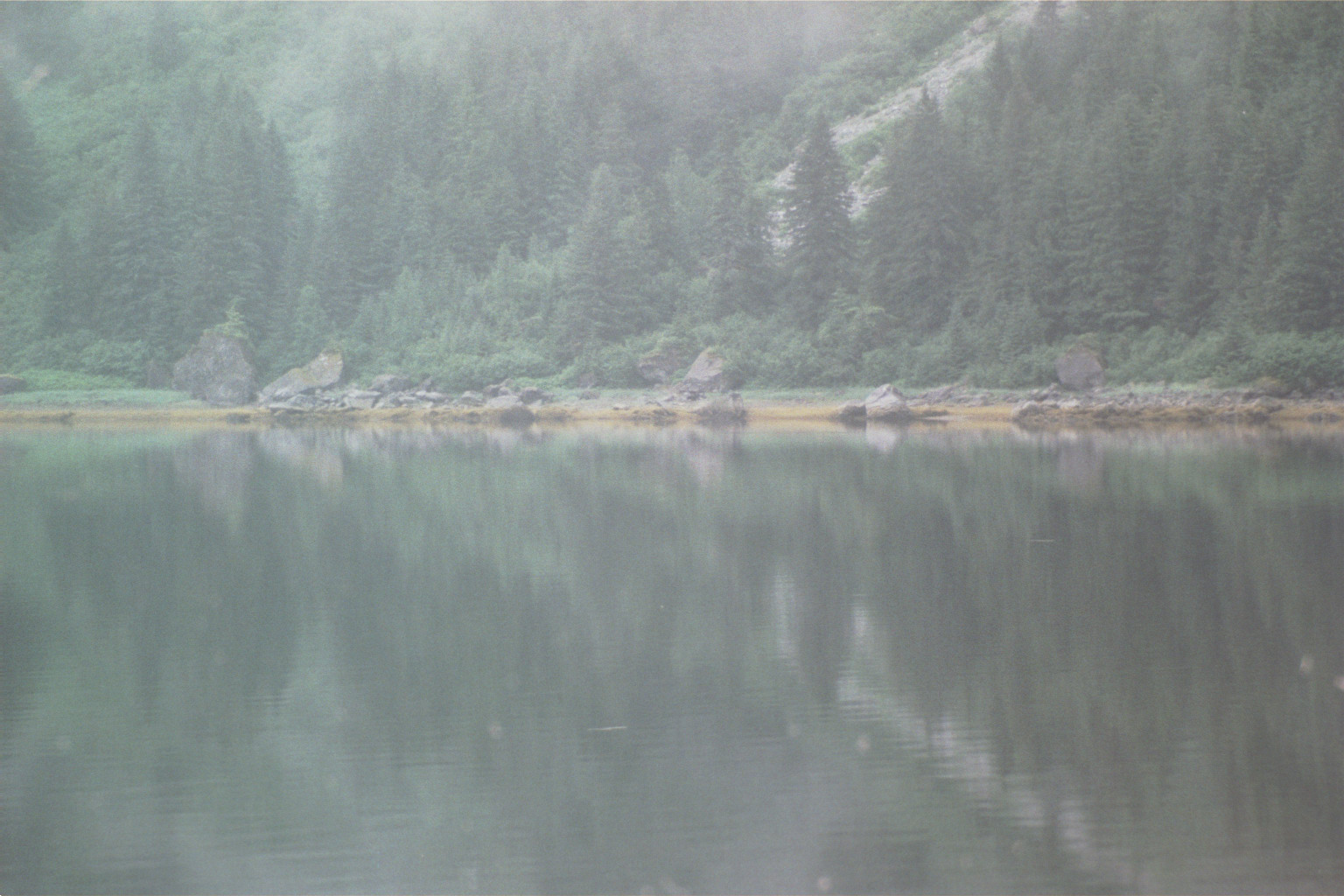 green pine trees reflecting in still waters of alaska