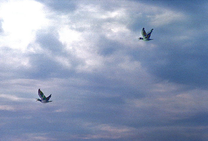 Terns flying with their mouths open