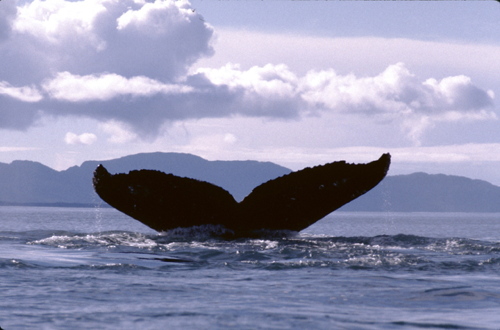 humpback whale fluke tail nearby