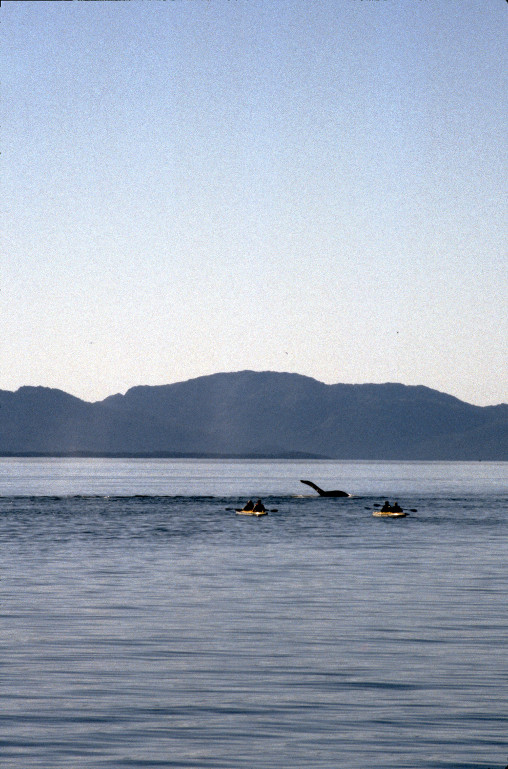 whale and kayak with hills in distance in alaska