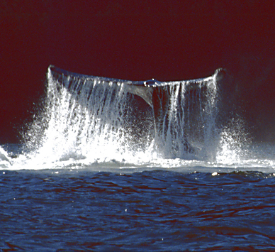 humpback whale tail with lots of water pouring off fluke in sunlight