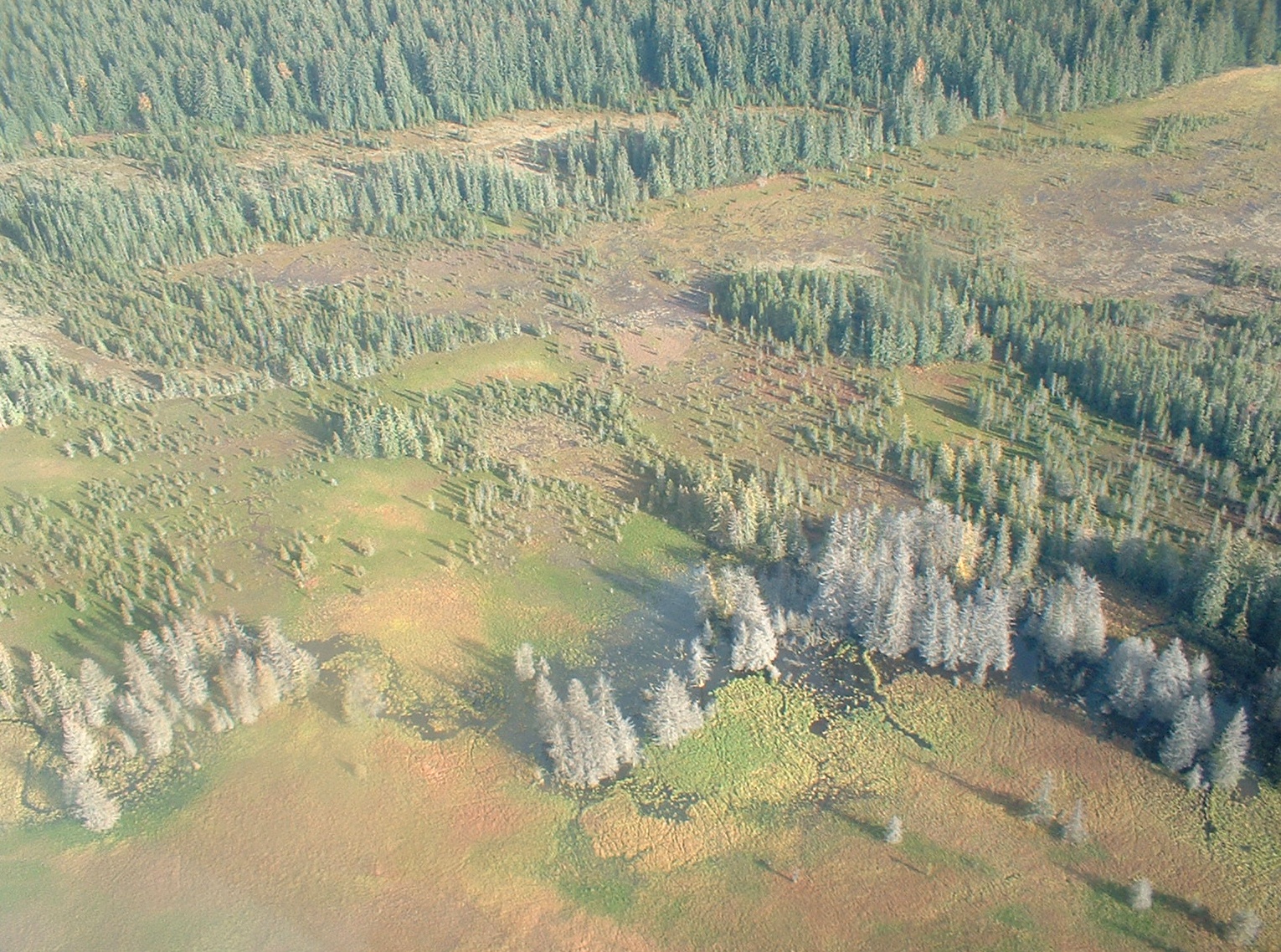 colorful bog from air plane in alaska 