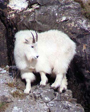 Beautiful Alaska Mountain goat with white coat looking back