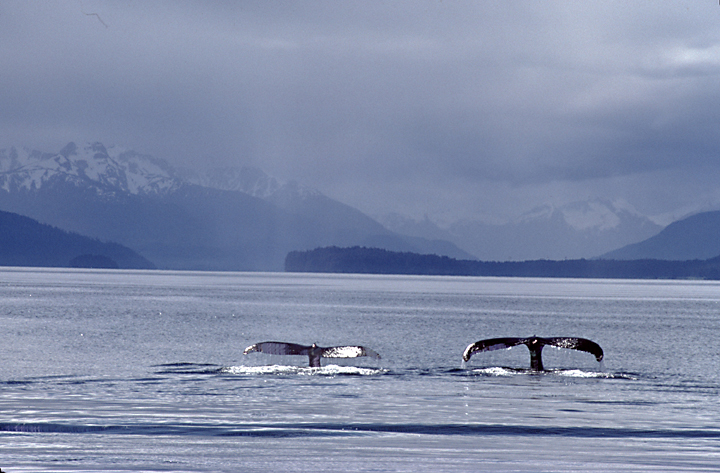 2 humpback whales tails and mountains
