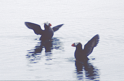 two tufted puffins flapping their wings