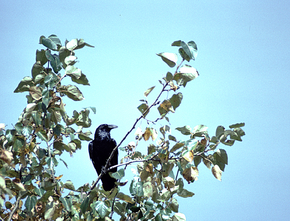 alaska raven in branch with blue sky