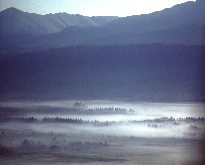 Trees in fog in alaska by plane 