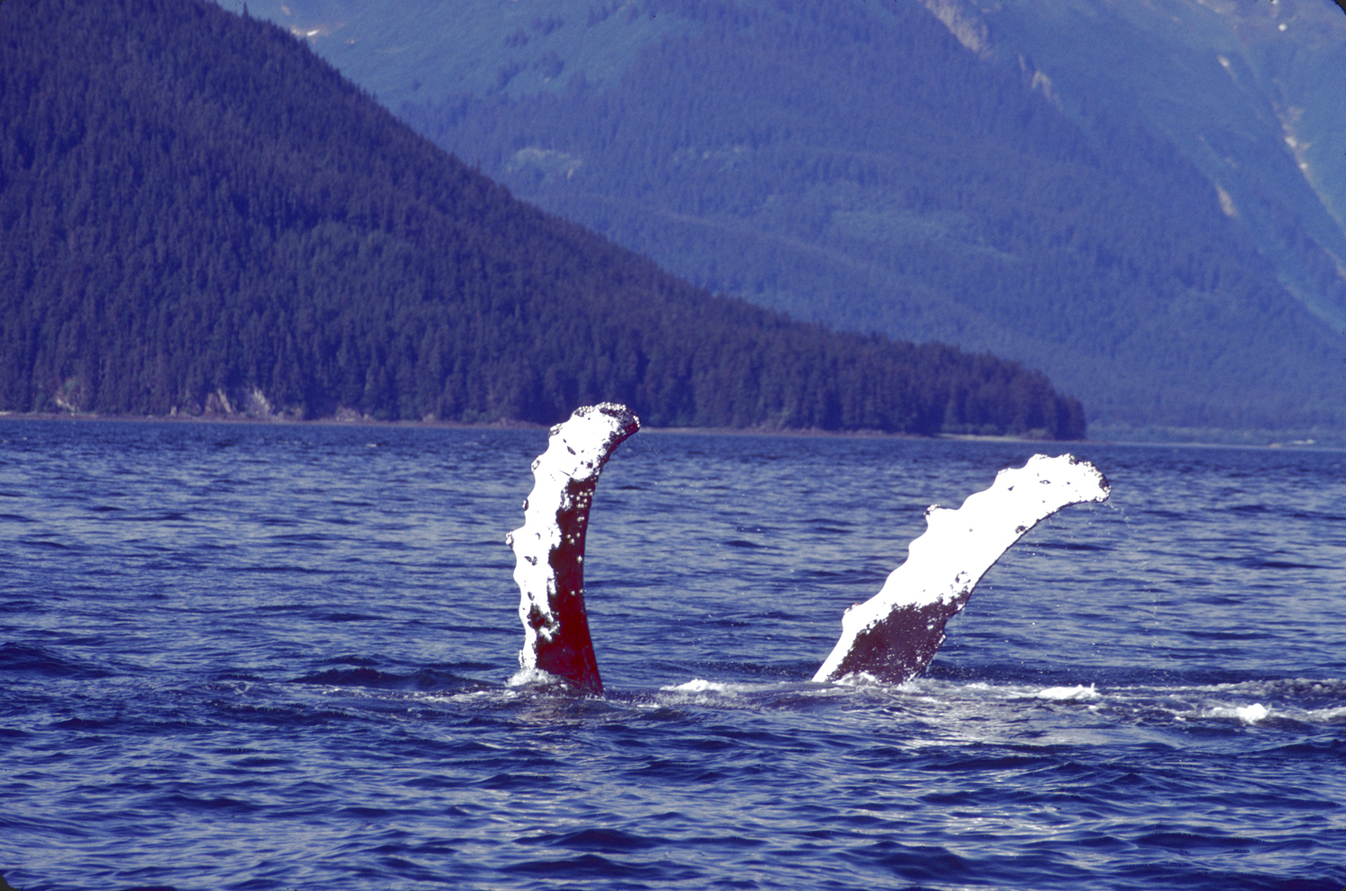 humpback whales in alaska