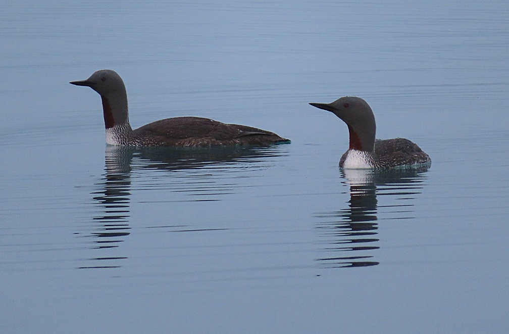 two redneck loons swimming near reflected in grey blue water