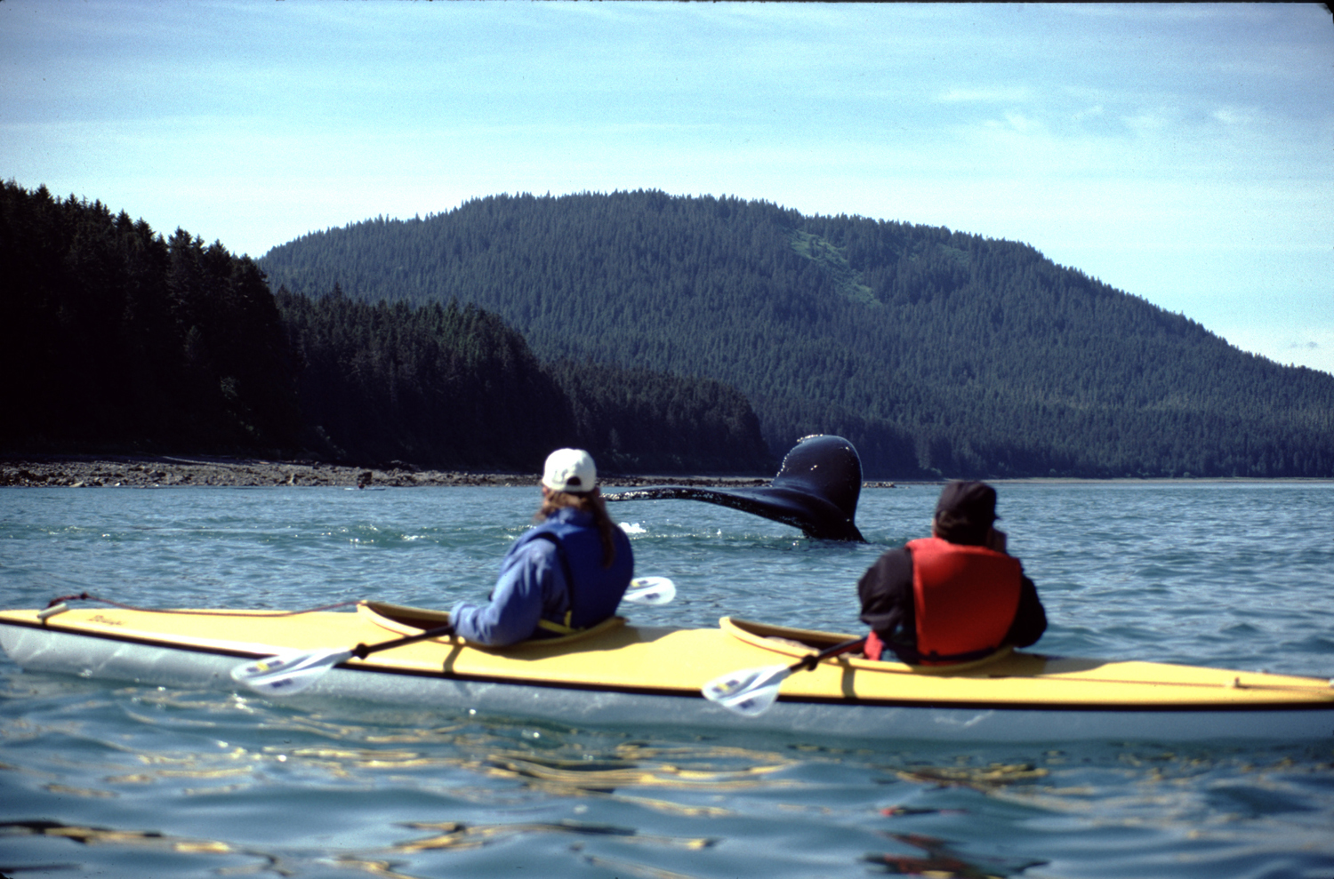 humpback whale tail between kayakers