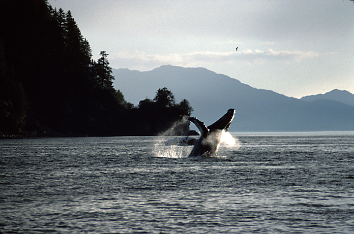 humpback whales breaching