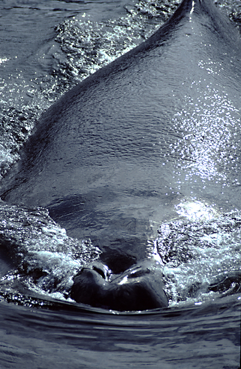 humpback whales in alaska