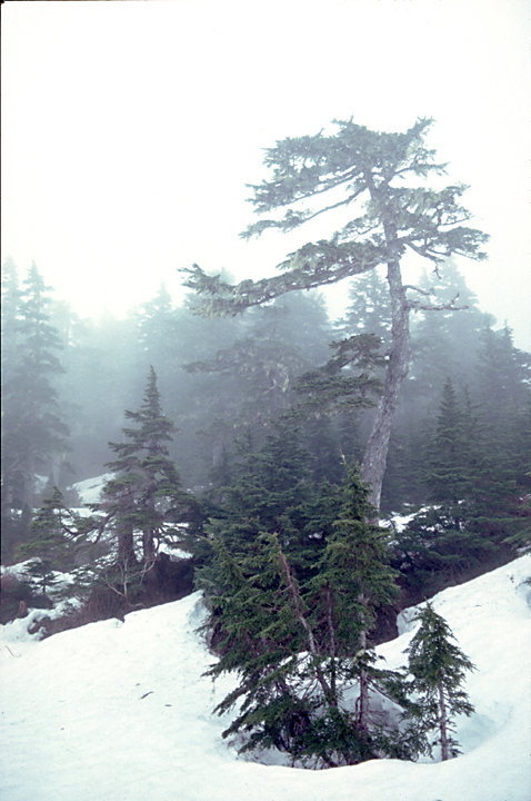 alaska pine trees in snow