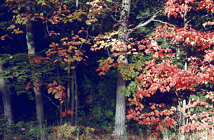 trees in the fall colors reds orange