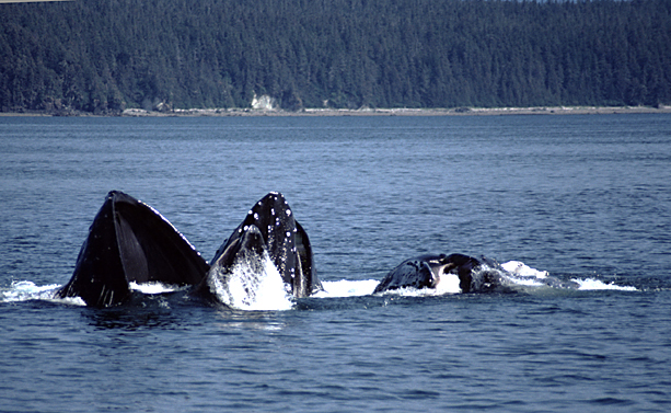 humpback whales bubblenet feeding