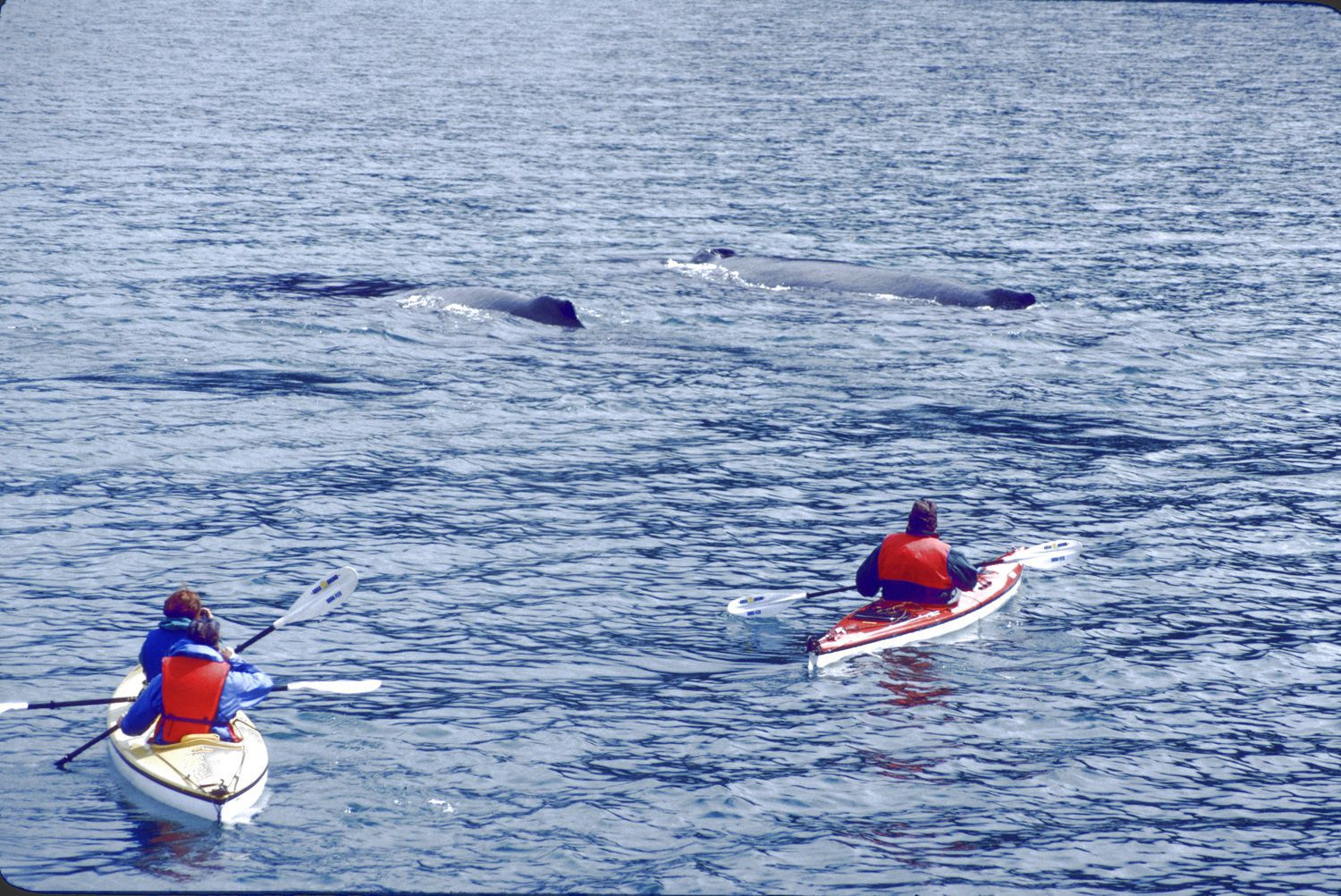 humpback whale backs near two kayaks in alaska