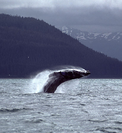 humpback whales breaching