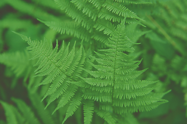 small green ferns