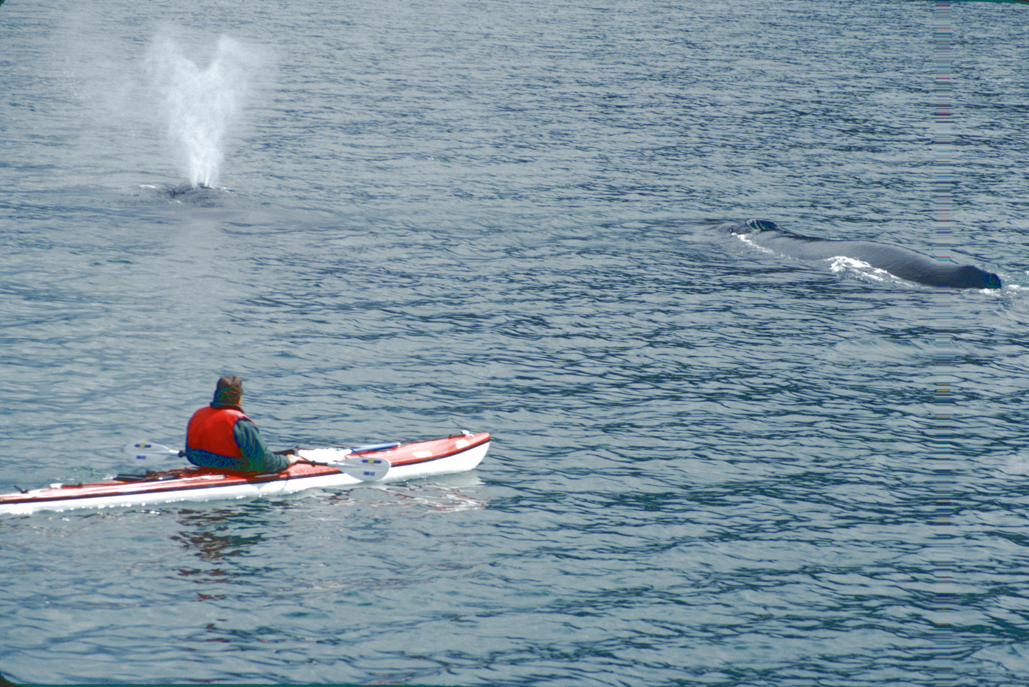 humpback whales spouting near kayaks in alaska