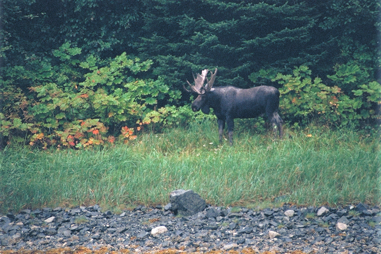 Big bull moose standing in grass with green bushes beyond