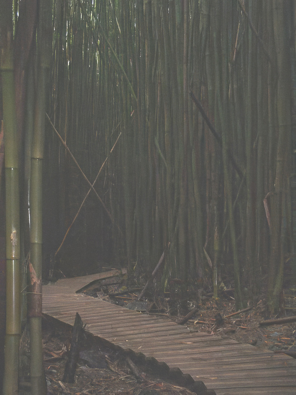 bamboo surrounding pathway on maui