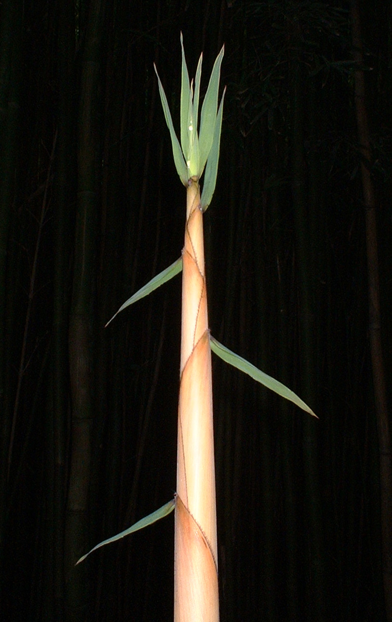 bamboo sprout